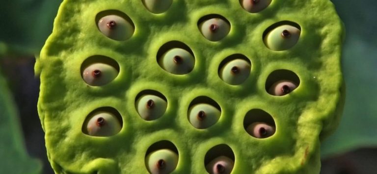 Trypophobia and its Causes –How Do You Get Trypophobia?
