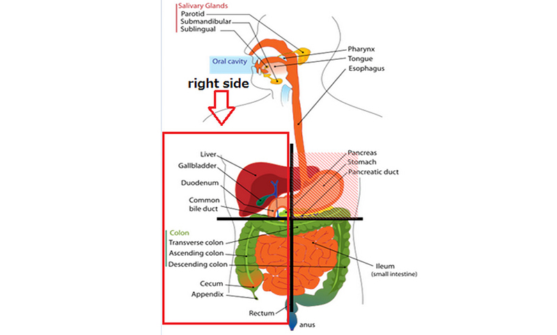 What are the Major Causes of Pain on Right Side of the Body 3