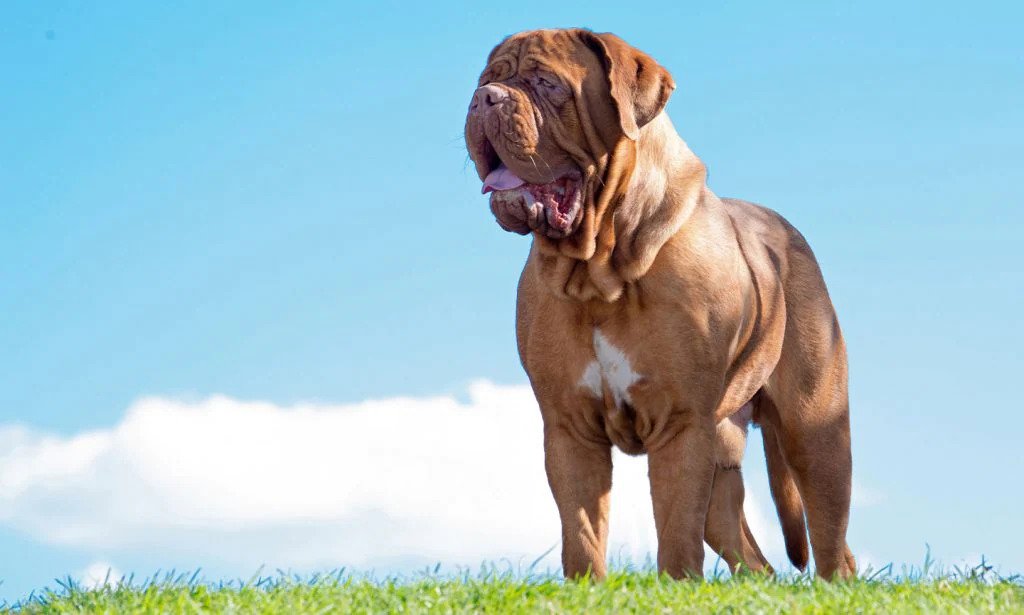 20 Most Expensive Dog Breeds To Insure 1