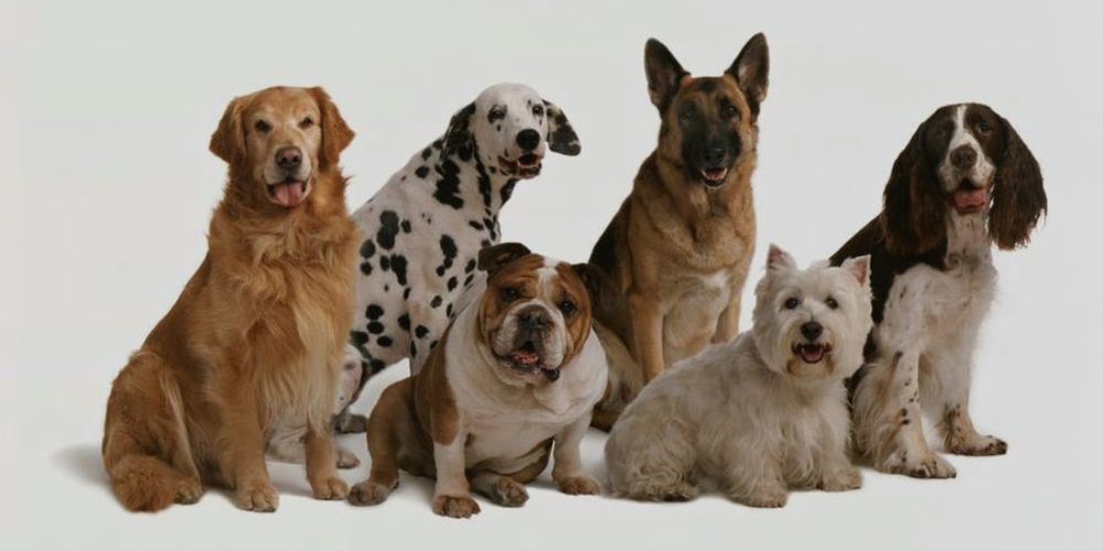 Most Expensive Dog Breeds To Insure